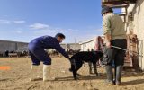 واکسیناسیون بیش از ۲ هزار قلاده سگ توسط شبکه دامپزشکی شهرستان سمیرم
