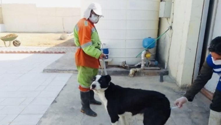 واکسیناسیون رایگان بیماری هاری در پناهگاه سگ‌های بدون صاحب در شهرستان نجف آباد