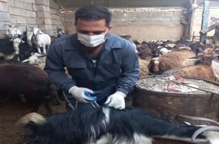 واکسیناسیون یکصد و سه هزار راس دام سبک علیه بیماری های دامی در شهرستان خمینی شهر