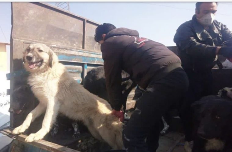واکسیناسیون رایگان یک هزار و ۷۱۳ قلاده سگ صاحبدار و گله علیه بیماری هاری در شهرستان خمینی شهر