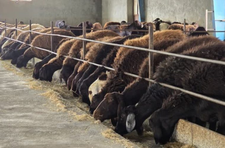 بازدید از دامداری‌های کوچک روستایی فعال در حوزه دام سبک