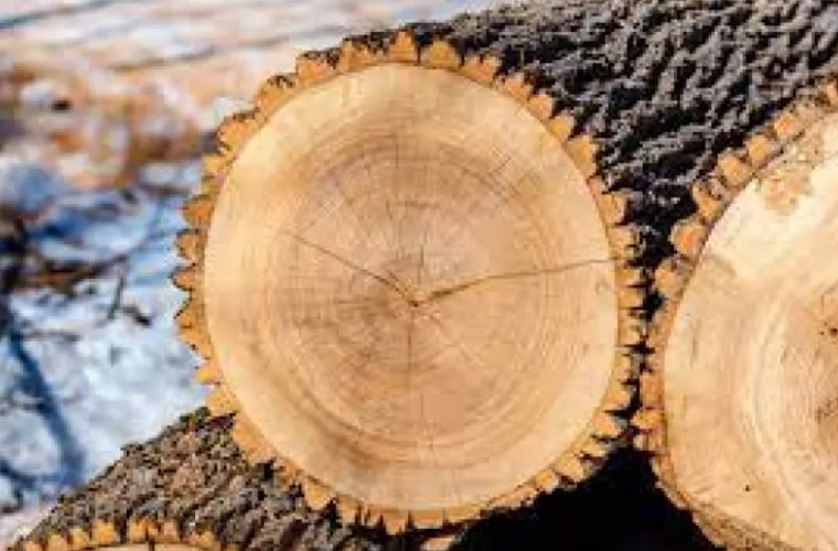 توقف شدن چوب های بلوط