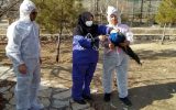 اجرای عملیات واکسیناسیون علیه بیماری آنفلوانزای فوق حاد پرندگان در باغ پرندگان قمصر کاشان اجرای عملیات واکسیناسیون علیه بیماری آنفلوانزای فوق حاد پرندگان در باغ پرندگان قمصر کاشان