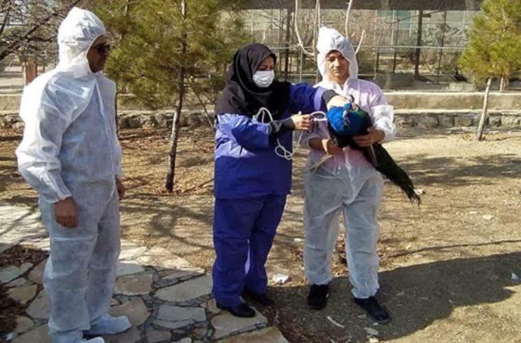 اجرای عملیات واکسیناسیون علیه بیماری آنفلوانزای فوق حاد پرندگان در باغ پرندگان قمصر کاشان اجرای عملیات واکسیناسیون علیه بیماری آنفلوانزای فوق حاد پرندگان در باغ پرندگان قمصر کاشان