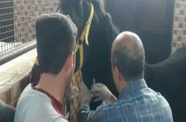 پایش بیماری مشمشه در جمعیت اسب‌های شهرستان خمینی شهر