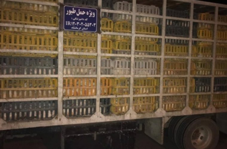 جریمه ۲ میلیارد ریالی مرغدار متخلف