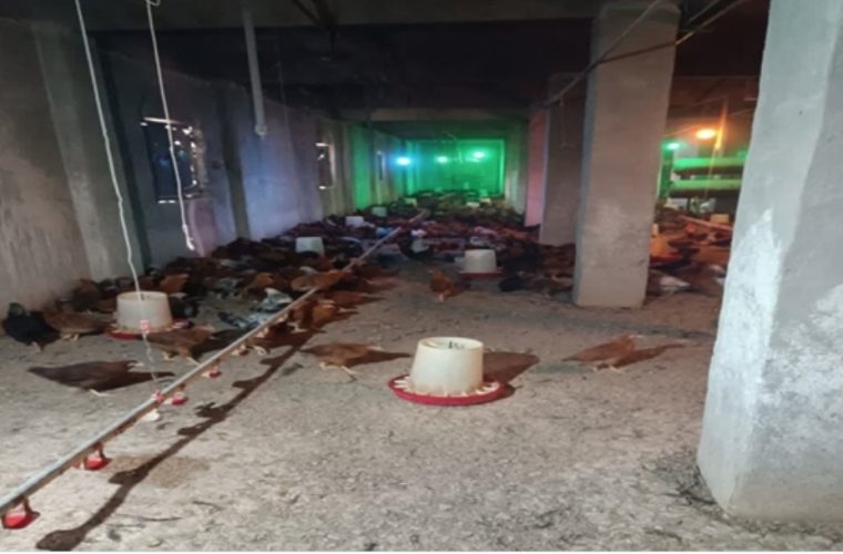 کشف و پلمب یک مرغداری غیر مجاز در شهرستان خمینی شهر