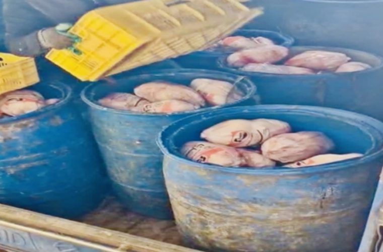 کشف، توقیف و معدوم سازی بیش از ۵۰۰ کیلوگرم مرغ غیر قابل مصرف در یک مرکز توزیع شهرستان نجف آباد