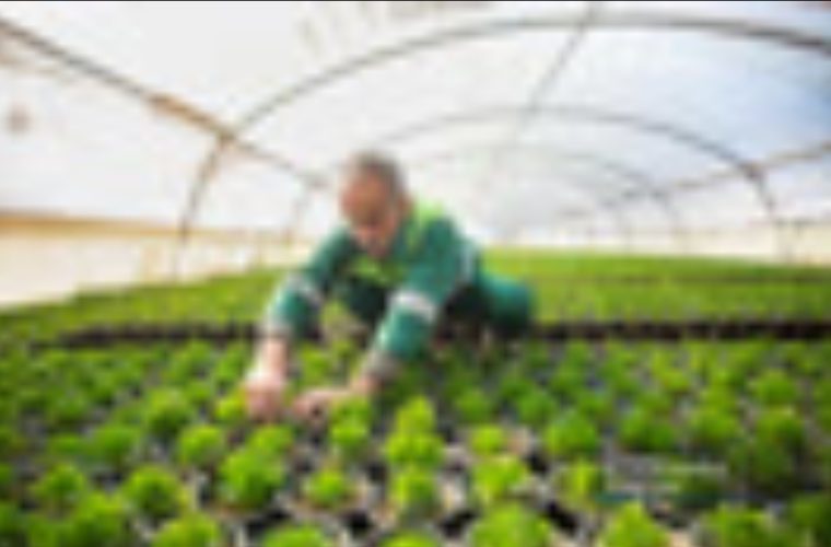 تجهیز مراکز «جروکان» و «محمودآباد» به تجهیزات پیشرفته تولید گل و گیاه