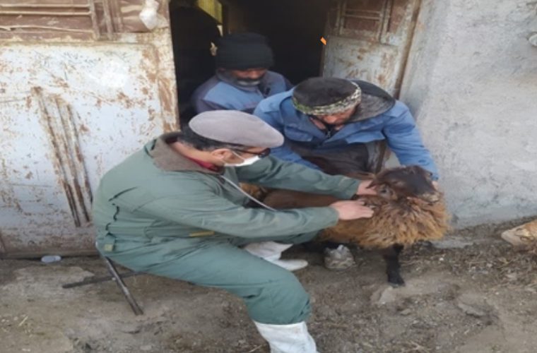 واکسیناسیون تب برفکی با پوشش حداکثری در آذر و دی ماه ۱۴۰۳ در شهرستان کاشان واکسیناسیون تب برفکی با پوشش حداکثری در آذر و دی ماه ۱۴۰۳ در شهرستان کاشان