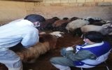 واکسیناسیون بیش از ۶۸ هزار رأس دام سبک و سنگین علیه بیماری تب برفکی توسط شبکه دامپزشکی نجف آباد واکسیناسیون بیش از ۶۸ هزار رأس دام سبک و سنگین علیه بیماری تب برفکی توسط شبکه دامپزشکی نجف آباد