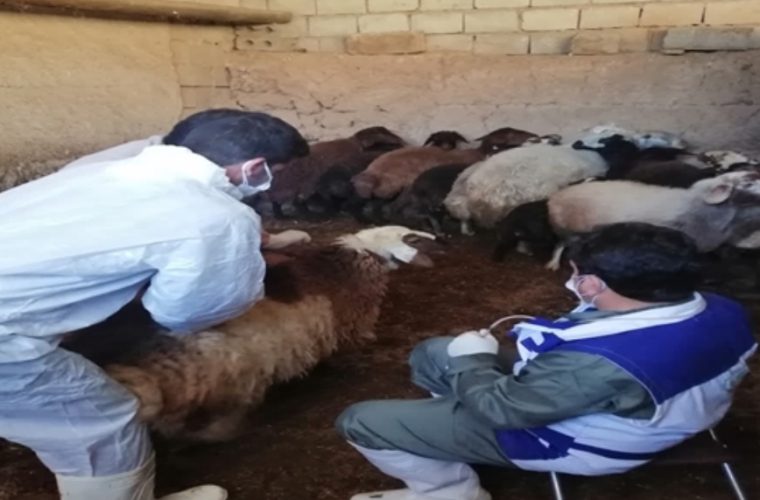 واکسیناسیون بیش از ۶۸ هزار رأس دام سبک و سنگین علیه بیماری تب برفکی توسط شبکه دامپزشکی نجف آباد