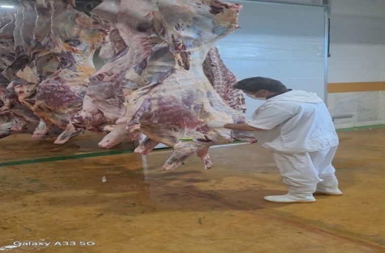 حذف بیش از ۱۸ تن لاشه دام سبک، سنگین و شترمرغ غیرقابل مصرف در شهرستان نجف آباد