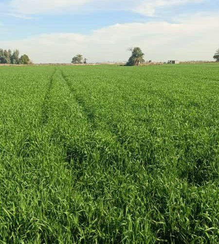 رئیس تعاون روستایی شهرستان شوشتر خبر داد: ۷۰۰ هکتار از اراضی کشاورزی شوشتر به زیر کشت گندم بذری رفت