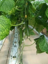 شیرین شهر قطب اقتصادی و توریستی شیرین شهر قطب اقتصادی و توریستی