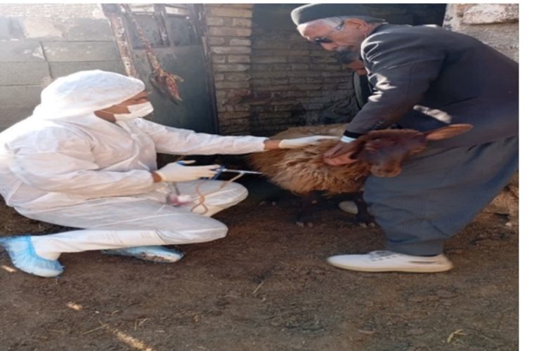 واکسیناسیون رایگان ۴۵۷ هزار و ۱۸۸ نوبت سر دام سبک و سنگین در شهرستان جرقویه