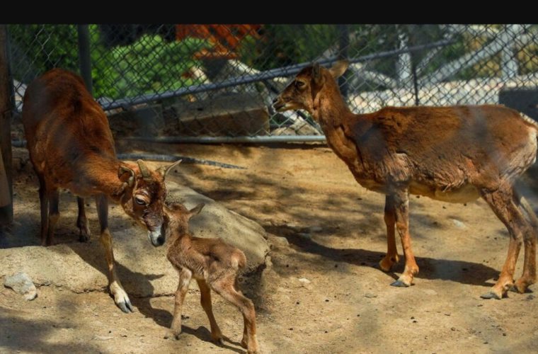 بازدید بیش از ۲۰ هزار گردشگر از پارک حیات وحش صفه در نوروز بازدید بیش از ۲۰ هزار گردشگر از پارک حیات وحش صفه در نوروز