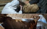 انجام تست بیماری تب مالت در بیش از ۲۰۰ راس دام سبک و سنگین سنتی در شهرستان بویین میاندشت
