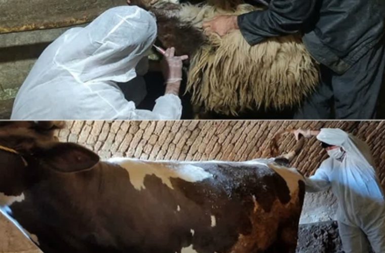 انجام تست بیماری تب مالت در بیش از ۲۰۰ راس دام سبک و سنگین سنتی در شهرستان بویین میاندشت