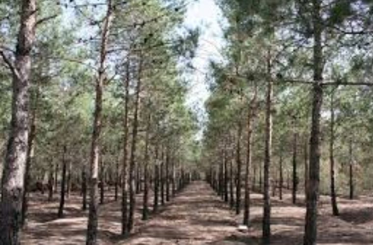 تجهیز جنگل شرق اصفهان به شبکه آبیاری قطرهای تجهیز جنگل شرق اصفهان به شبکه آبیاری قطرهای