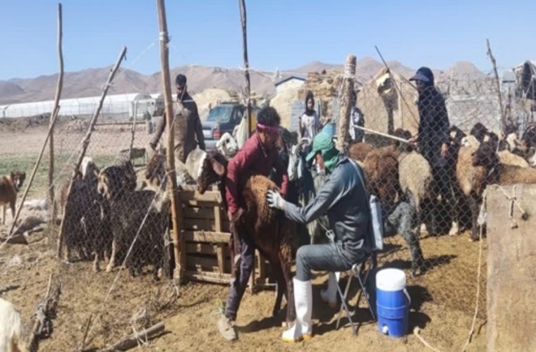 مایه کوبی دام سبک و سنگین شهرستان دهاقان در سال ۱۴۰۳