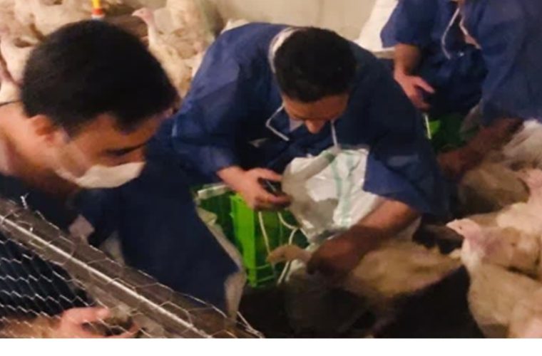 صرف بالغ بر ۲۵ میلیون دز واکسن طیور به منظور مقاوم سازی واحد های مرغداری شهرستان لنجان