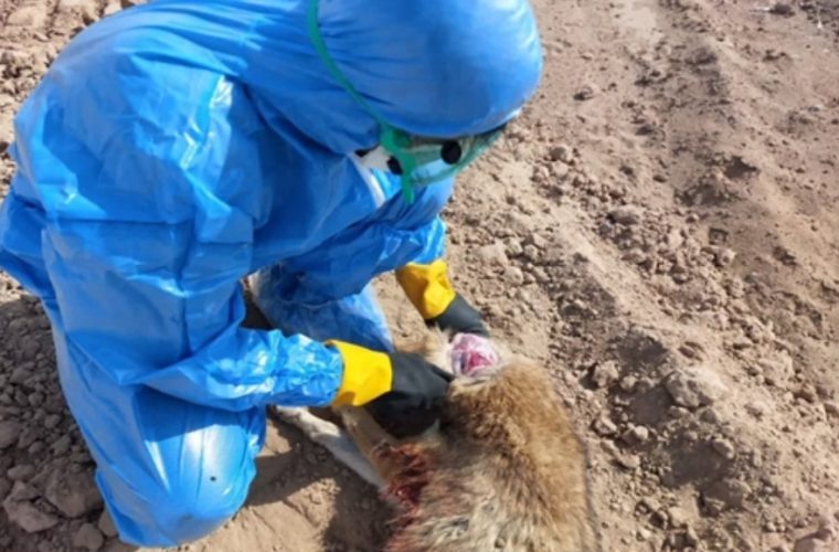 نمونه گیری از یک قلاده شغال مشکوک به هاری در شهرستان آران و بیدگل نمونه گیری از یک قلاده شغال مشکوک به هاری در شهرستان آران و بیدگل