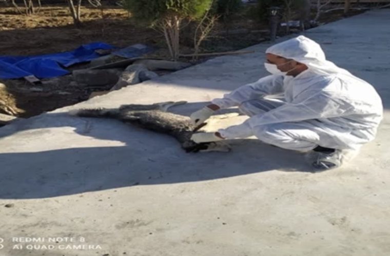 نمونه اخذ شده از سگ نگهبان مشکوک به هاری در شهرستان اصفهان مثبت شد