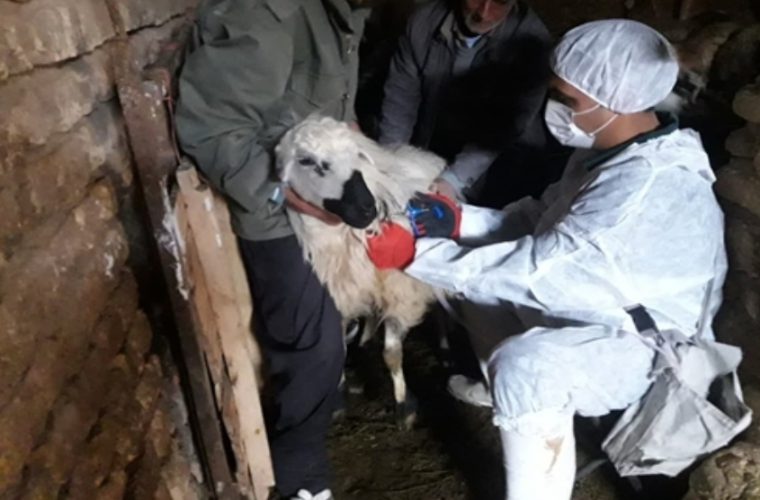 واکسیناسیون بیش از ۲۴۷ هزار نوبت سر دام سبک و سنگین علیه بیماری های دامی در اردستان