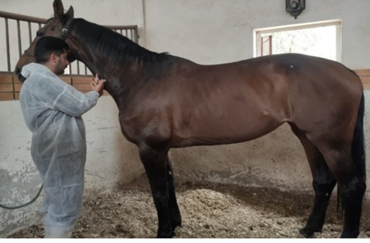 خونگیری بیش از ۲۰۰ راس اسب با هدف پایش بیماری مشمشه در شهرستان شهرضا