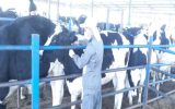 انجام عملیات رایگان تست سل در بیش از ۶۰ هزار راس گاو در شهرستان اصفهان