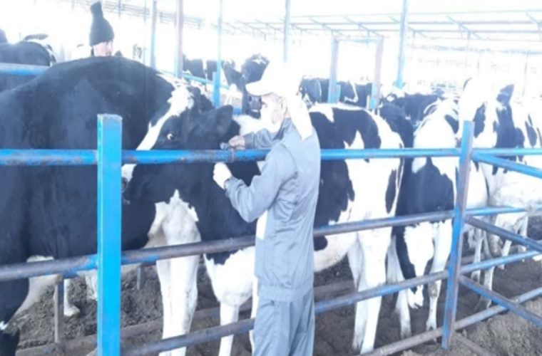 انجام عملیات رایگان تست سل در بیش از ۶۰ هزار راس گاو در شهرستان اصفهان