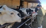 نمونه گیری بیش از ۱۰هزار رأس گاو علیه بیماری بروسلوز در شهرستان شهرضا