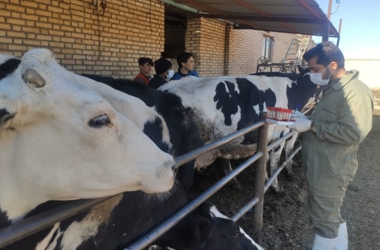 نمونه گیری بیش از ۱۰هزار رأس گاو علیه بیماری بروسلوز در شهرستان شهرضا