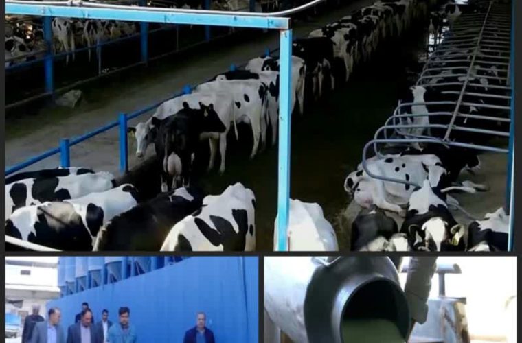 تحقق شعار سال در تعاونی دامداران فلاورجان