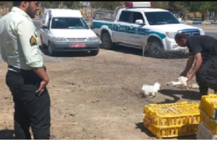 اجرای طرح ضربتی مقابله با پرنده فروشان دوره گرد در شهرستان گلپایگان اجرای طرح ضربتی مقابله با پرنده فروشان دوره گرد در شهرستان گلپایگان