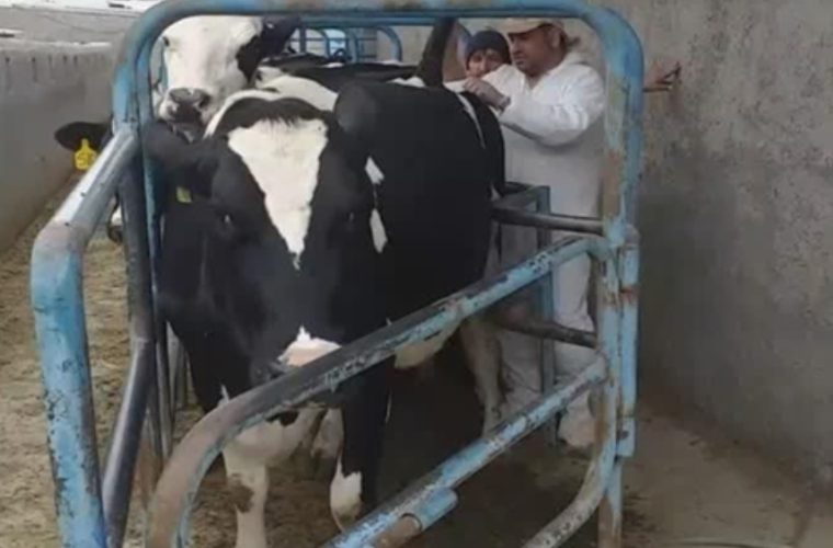 انجام بیش از ۵ هزار مورد آزمایش تشخیصی بیماری بروسلوز (تب مالت) در شهرستان تیران و کرون انجام بیش از ۵ هزار مورد آزمایش تشخیصی بیماری بروسلوز (تب مالت) در شهرستان تیران و کرون