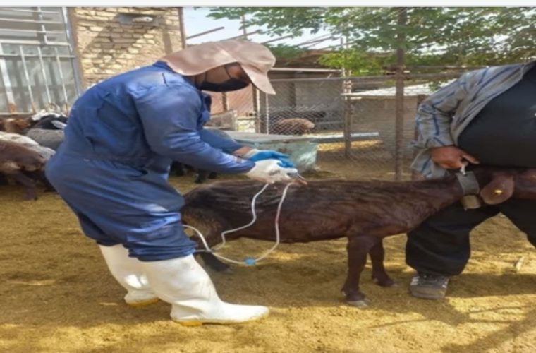 واکسیناسیون بیش از ۶۰ هزار راس دام سبک علیه بیماری ppr توسط شبکه شهرستان خمینی شهر واکسیناسیون بیش از ۶۰ هزار راس دام سبک علیه بیماری ppr توسط شبکه شهرستان خمینی شهر