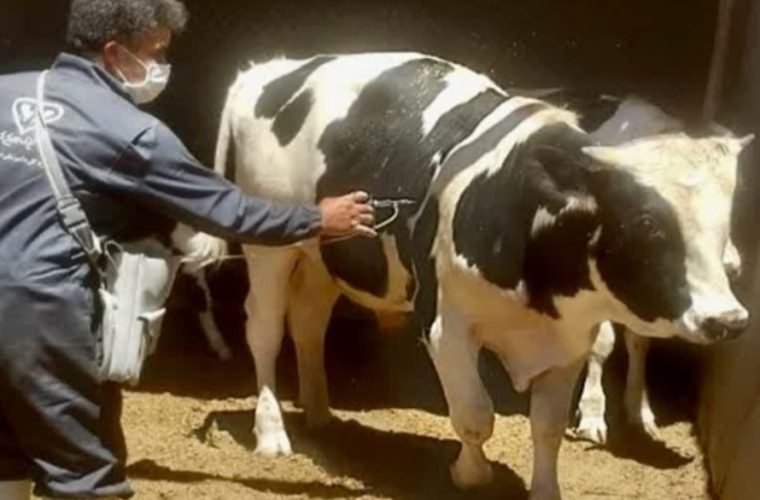 واکسیناسیون رایگان بیش از ۱۴ هزار راس دام سنگین علیه بیماری لمپی اسکین در شهرستان نجف آباد واکسیناسیون رایگان بیش از ۱۴ هزار راس دام سنگین علیه بیماری لمپی اسکین در شهرستان نجف آباد