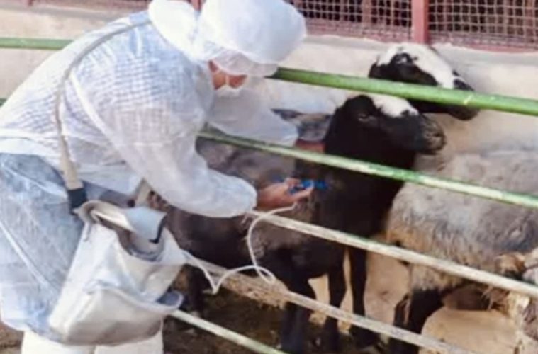 واکسیناسیون رایگان بیش از ۱۱۲ هزار راس دام سبک علیه بیماری PPR در شهرستان نجف آباد واکسیناسیون رایگان بیش از ۱۱۲ هزار راس دام سبک علیه بیماری PPR در شهرستان نجف آباد