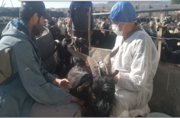 واکسیناسیون ۱۹۰ هزار راس دام سبک و سنگین در شهرستان لنجان واکسیناسیون ۱۹۰ هزار راس دام سبک و سنگین در شهرستان لنجان