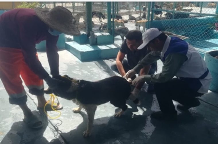 واکسیناسیون رایگان ۳۰۰ قلاده سگ علیه بیماری هاری در پناهگاه سگ های بدون صاحب در شهرستان اصفهان