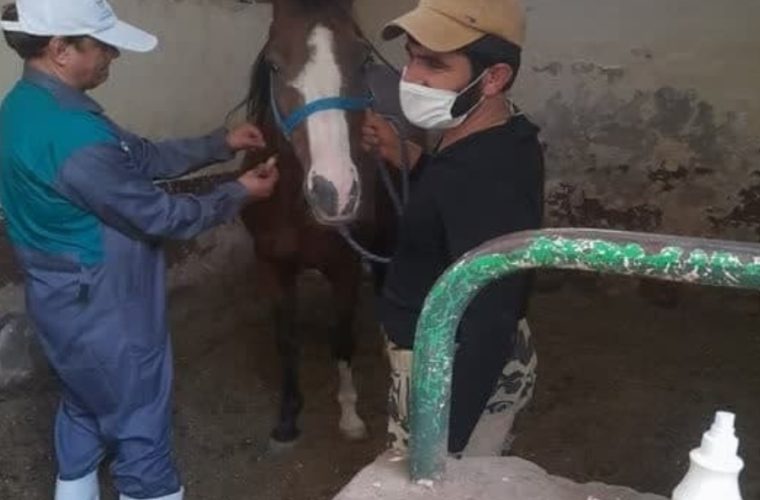 پایش بیماری مشمشه در ۲۱۰ راس اسب در شهرستان اصفهان