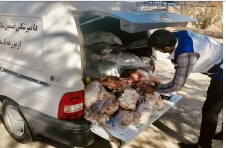توقیف و معدوم سازی یک هزار و ۲۰۰ کیلوگرم فرآورده های خام دامی غیرقابل مصرف در شهرستان نجف آباد