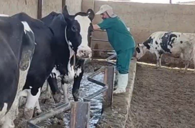 شناسایی و کشتار ۶ راس دام مبتلا به سل در خمینی شهر شناسایی و کشتار ۶ راس دام مبتلا به سل در خمینی شهر