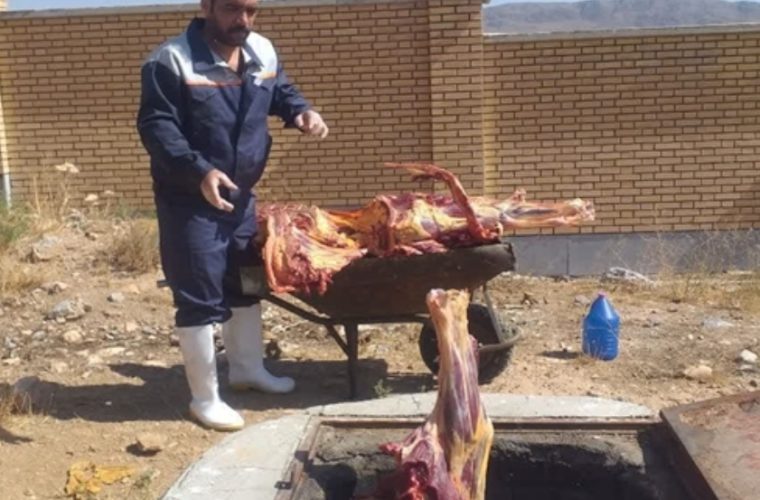 حذف لاشه دام سنگین آلوده به سپتی سمی از چرخه مصرف انسانی در شهرستان فریدن