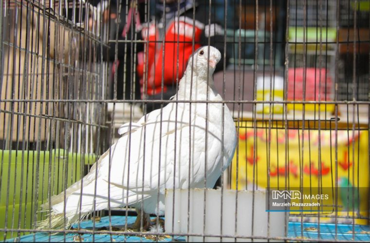 حل معضل ساماندهی صنف پرندهفروشان در دستور کار شهرداری حل معضل ساماندهی صنف پرندهفروشان در دستور کار شهرداری