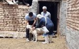 واکسیناسیون رایگان ۳۸۵ قلاده سگ علیه بیماری هاری در شهرستان اردستان