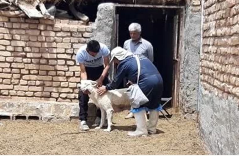 واکسیناسیون رایگان ۳۸۵ قلاده سگ علیه بیماری هاری در شهرستان اردستان واکسیناسیون رایگان ۳۸۵ قلاده سگ علیه بیماری هاری در شهرستان اردستان