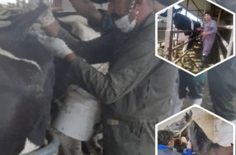 ثبت ۱۴ هزار و ۲۵۷ عملیات مراقبت از بیماری های مشترک بین انسان و دام در شهرستان برخوار ثبت ۱۴ هزار و ۲۵۷ عملیات مراقبت از بیماری های مشترک بین انسان و دام در شهرستان برخوار